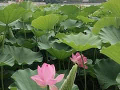 -莲花池公园