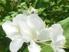 -深圳仙湖植物园