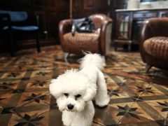 -翊宠yipet猫狗购宠庄园犬舍•猫舍