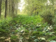 -溱湖国家湿地公园