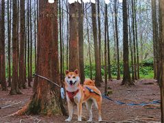 -桤木河湿地公园