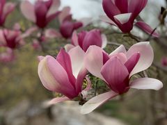 -静之湖湖畔餐厅