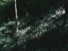 -上海佘山国家森林公园天马山园