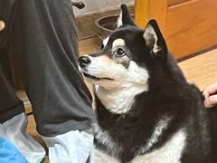 -是阿柴呀！柴犬咖啡·爱喵喵猫咖