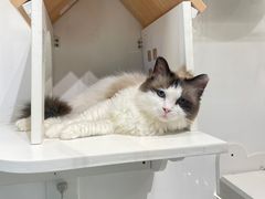 -喵喵咪呀布偶猫咖(春熙路店)