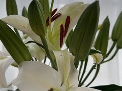 -花草间花行(法华镇路店)