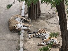 -大连森林动物园