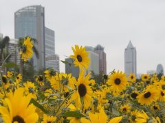 -万绿园