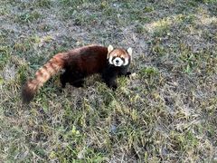 -合肥野生动物园
