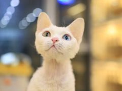 -柚子猫舍·精品猫舍购猫·猫咪认养·购宠·宠物店