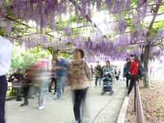 -嘉定紫藤园