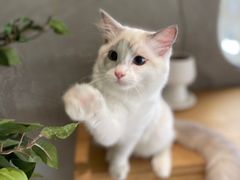 -Cappucimeow猫咪咖啡馆(韦伯时代店)
