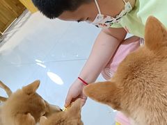 -柴源莊·柴小宠柴犬咖啡