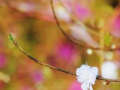 -南国桃园旅游度假区