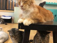 -萌喵咖啡屋(人民东路4号口M16商铺店)