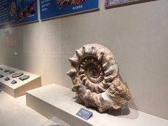 -安徽省地质博物馆