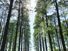 -渌洋湖湿地公园