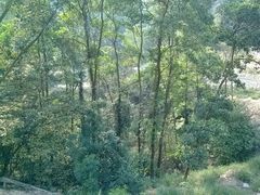 路面-火炉山森林公园