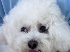 -瑞派福兴宠物医院犬猫全科·骨科·中西医结合(河东店)