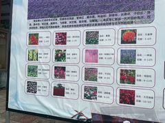 -广东花都香草世界旅游度假区