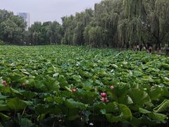 -洋湖国家湿地公园