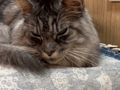 -MOCHA明星猫咖(田子坊店)