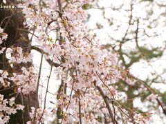 -京都御所