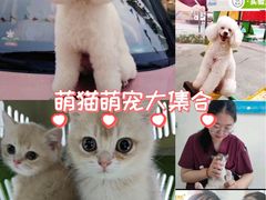 -美联众合动物医院·24h京西诊疗中心
