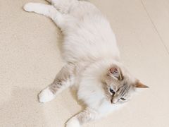 -藏猫猫咖啡主题馆(中央大道店)