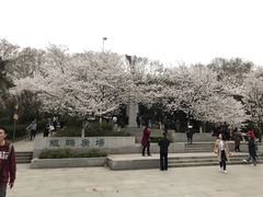 -武汉大学-樱园