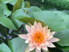 -广西壮族自治区药用植物园