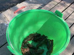 -同銮特种养殖场·龙虾垂钓