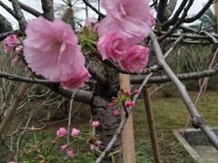 -天适樱花悠乐园