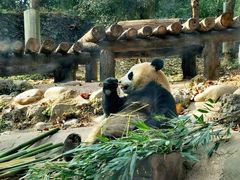 -都江堰中华大熊猫苑