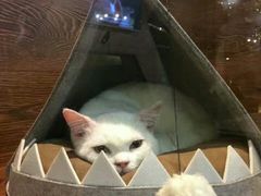 -李小姐の猫咖啡馆(五角场店)