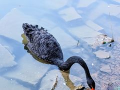 -麓湖高尔夫球俱乐部