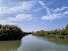 -大湾区中央湿地公园