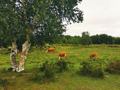 -塞罕坝国家级自然保护区