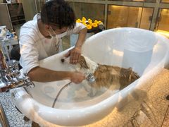 -momokira米努特·德文卷毛猫·棉花面纱犬