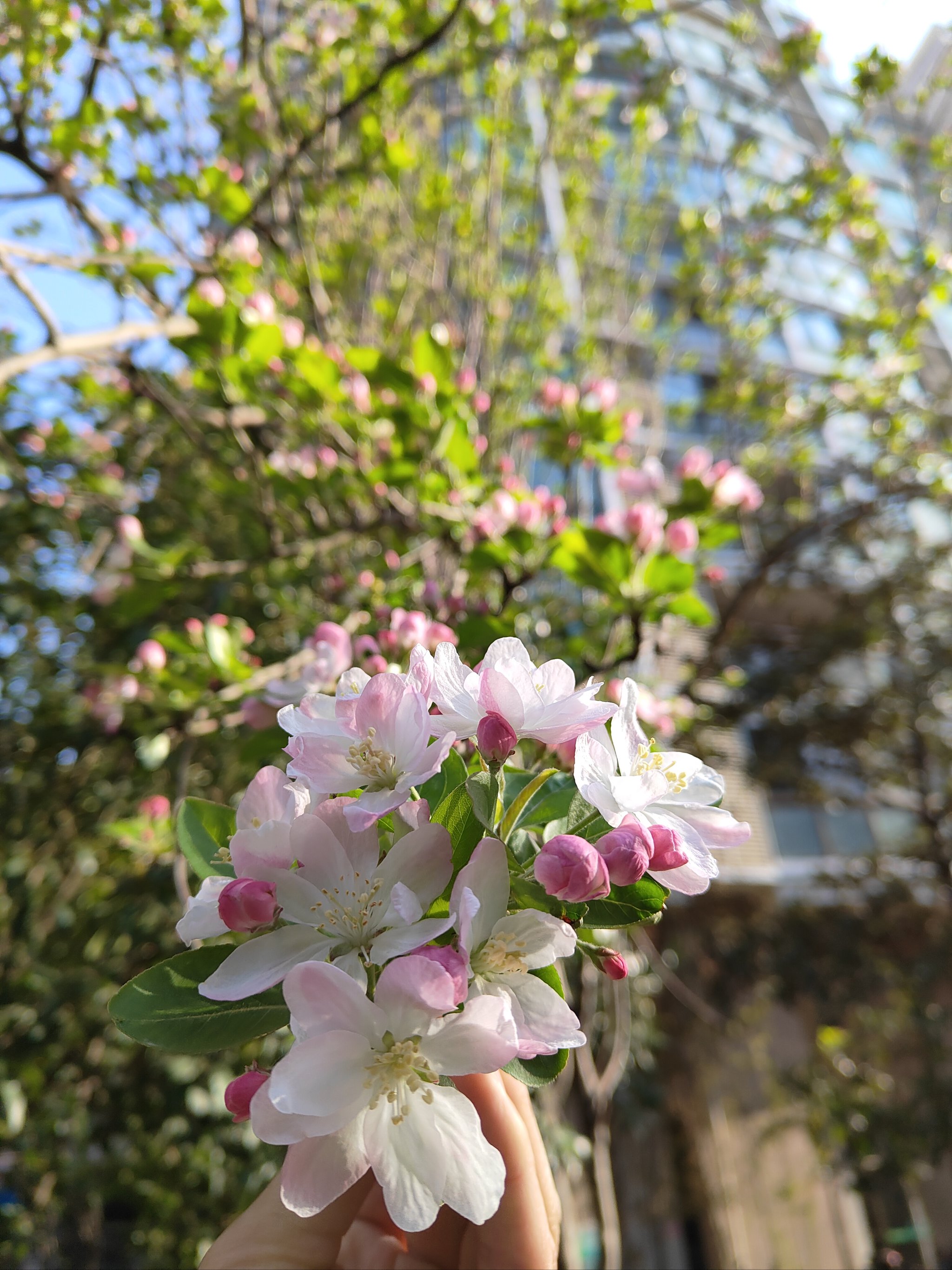 海棠花开花季节图片