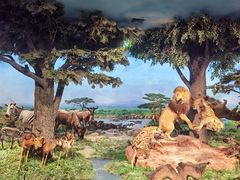 -国家自然博物馆