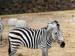 -清迈夜间动物园