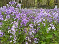 -大兴滨河森林公园