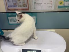 -虹泰宠物医院 ·旗舰店·24h(南秀路店)