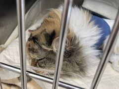 -瑞派福兴宠物医院犬猫全科·骨科·中西医结合(河东店)