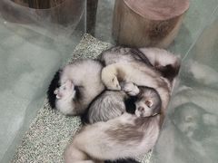 -藦茜花园宠物主题亲子互动体验馆(国顺东路店)