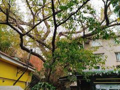 -火车头法国西餐厅