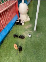 -萌宠亲子动物乐园(槐房万达店)