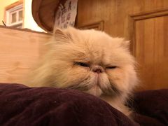 -猫色咖啡·猫咖