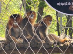 -哈尔滨北方森林动物园